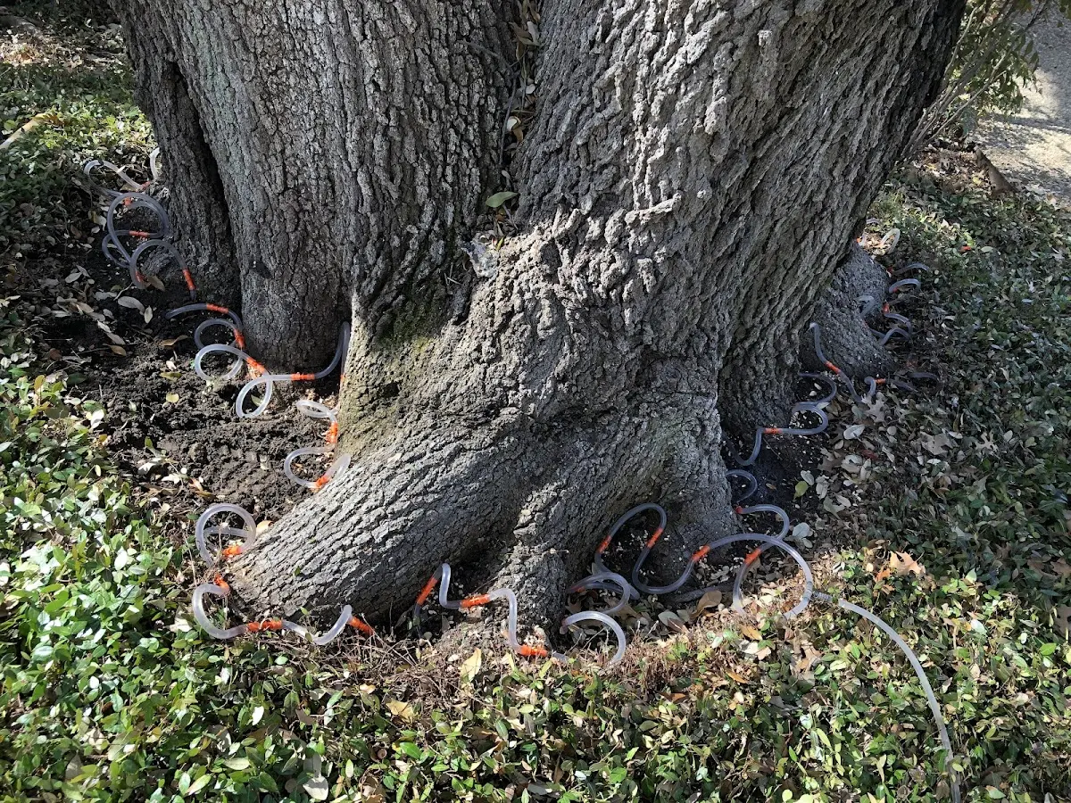 Detailed Tree Cabling and Bracing job site in Moreland
