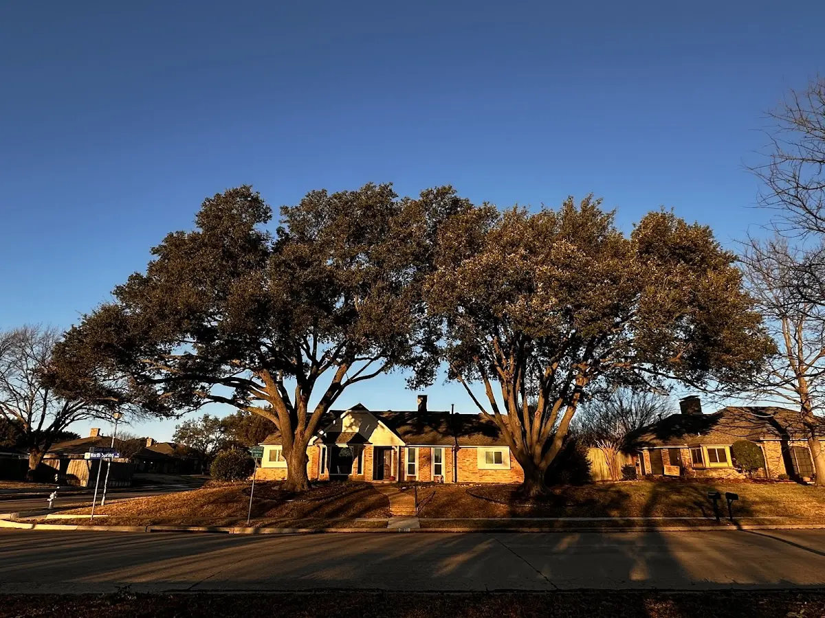 Established residential canopy tree shading a home in Moreland